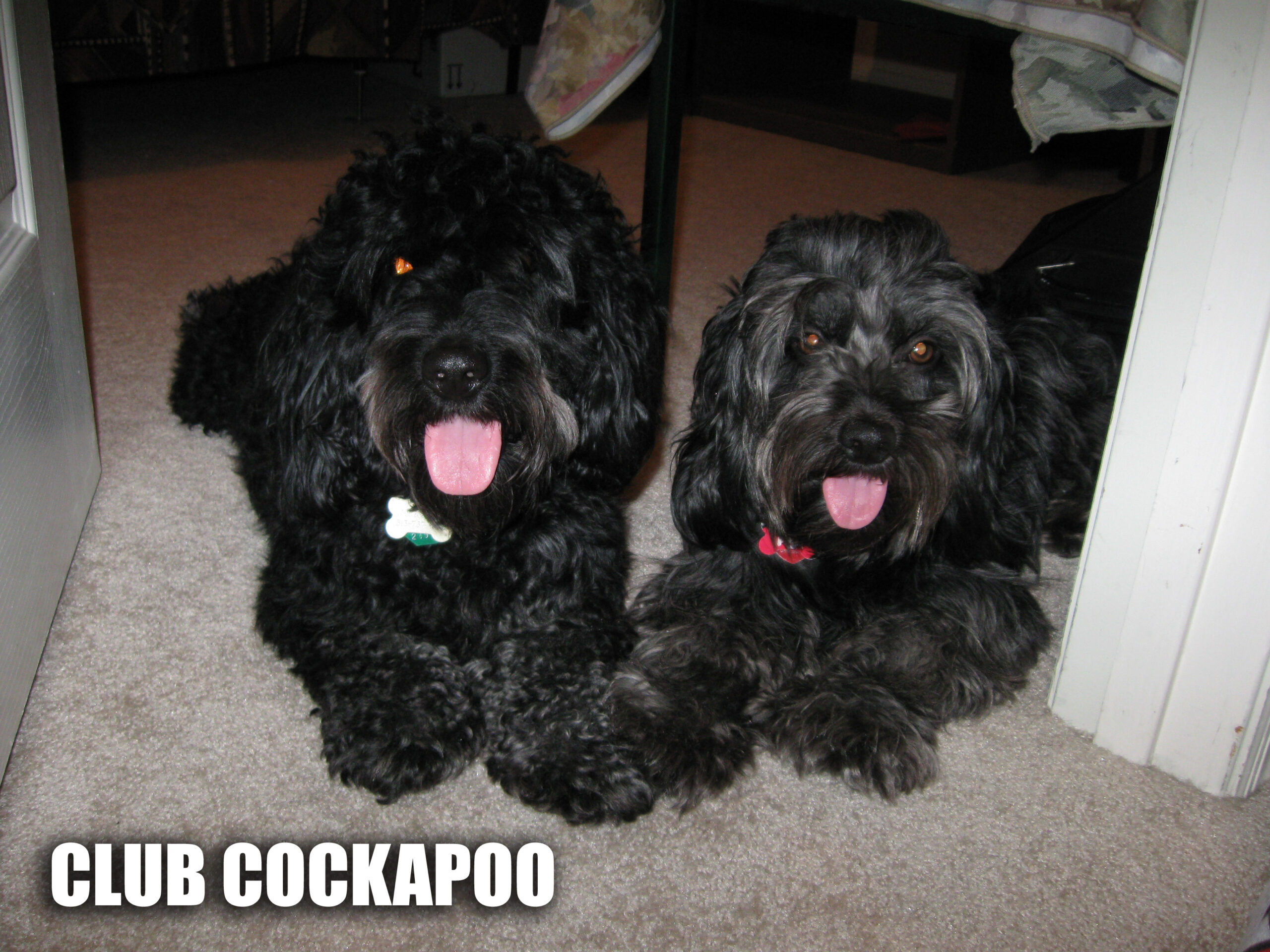 CLUB COCKAPOO
